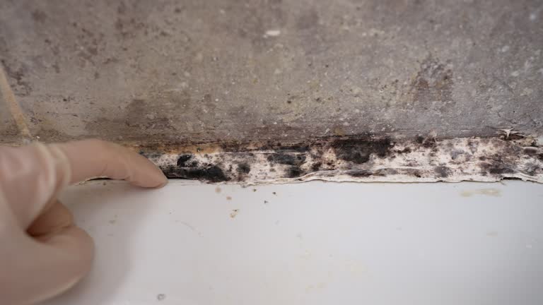 Best Mold Damage Restoration  in Elkton, VA